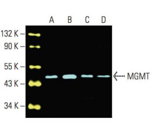 MGMT Antibody (E-1) - Western Blotting - Image 396182 