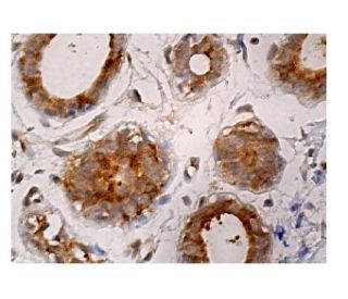 MGP Antibody (A-11) - Immunohistochemistry - Image 161038 
