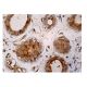 MGP Antibody (A-11) - Immunohistochemistry - Image 161038 