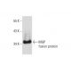 MGP Antibody (A-11) - Western Blotting - Image 129473