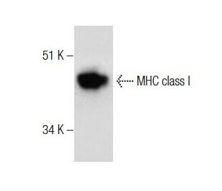 western blotting image from recommended MHC class I (W6/32) monoclonal antibody replacement. Image 283895