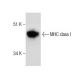 western blotting image from recommended MHC class I (W6/32) monoclonal antibody replacement. Image 283895