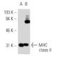 MHC class II Antibody (Y-Ae) - Western Blotting - Image 9055 