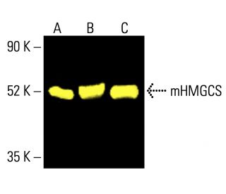 mHMGCS Antibody (B-8) | SCBT - Santa Cruz Biotechnology