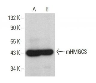 western blotting image from recommended mHMGCS (B-8) monoclonal antibody replacement. Image 375454