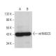 western blotting image from recommended mHMGCS (B-8) monoclonal antibody replacement. Image 375454