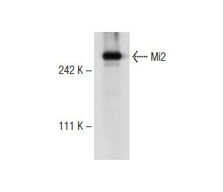 Mi2 Antibody (B-4) - Western Blotting - Image 143822 