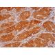 MIA Antibody (C-10) - Immunohistochemistry - Image 293426 