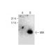 MIA Antibody (C-10) - Western Blotting - Image 284412