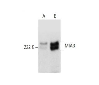 MIA3 Antibody (C-5) - Western Blotting - Image 299231 