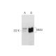MIA3 Antibody (C-5) - Western Blotting - Image 299231 
