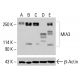 MIA3 Antibody (C-5) - Western Blotting - Image 415334