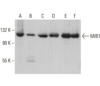 MIB1 Antibody (B-9) - Western Blotting - Image 376941 
