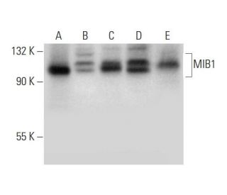 MIB1 Antibody (D-6) - Western Blotting - Image 296276 