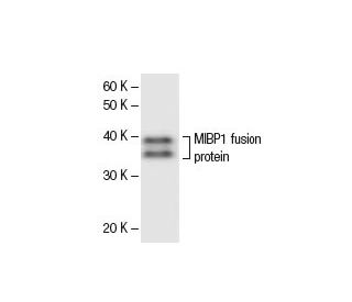 MIBP1 Antibody (2418C2a) - Western Blotting - Image 47860