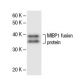 MIBP1 Antibody (2418C2a) - Western Blotting - Image 47860