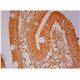 MIC1 Antibody (D-7) - Immunohistochemistry - Image 301807 