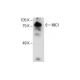 MIC1 Antibody (D-7) - Western Blotting - Image 287609