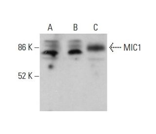 MIC1 Antibody (D-7) - Western Blotting - Image 376143 
