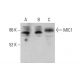 MIC1 Antibody (D-7) - Western Blotting - Image 376143 