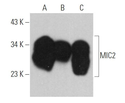 MIC2 Antibody (12E7) | SCBT - Santa Cruz Biotechnology