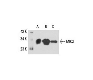MIC2 Antibody (1C3) - Western Blotting - Image 15840 