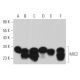 MIC2 Antibody (F-8) - Western Blotting - Image 363740 