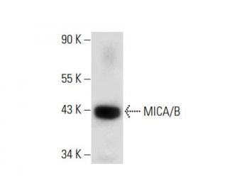 MICA/B Antibody (D-8) | SCBT - Santa Cruz Biotechnology