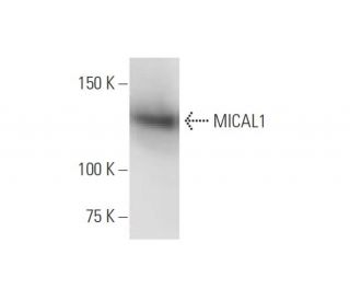 MICAL1 Antibody (3D12) - Western Blotting - Image 347623 