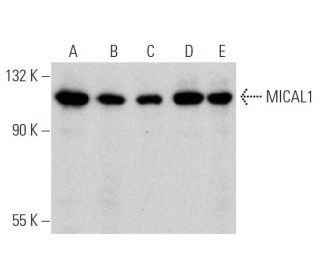 MICAL1 Antibody (D-3) - Western Blotting - Image 366617 