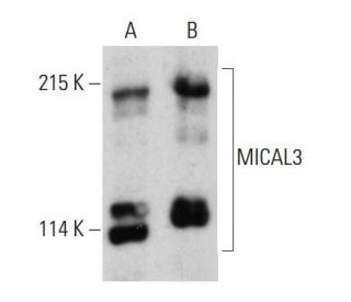 MICAL3 Antibody (3A6) - Western Blotting - Image 385153 