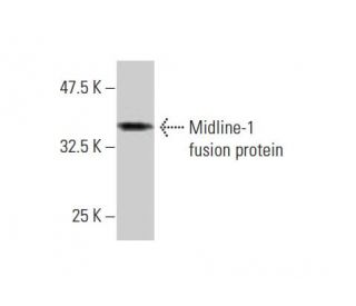 Midline-1 Antibody (2C11) - Western Blotting - Image 348546