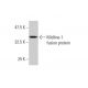 Midline-1 Antibody (2C11) - Western Blotting - Image 348546