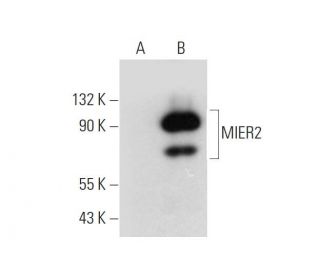 MIER2 Antibody (A-7) - Western Blotting - Image 320943