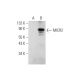 MIER2 Antibody (E-2) - Western Blotting - Image 345925