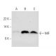MIF Antibody (4E4) - Western Blotting - Image 34981 