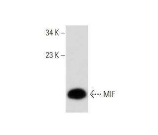 western blotting image from recommended MIF (D-2) monoclonal antibody replacement. Image 135217