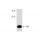 western blotting image from recommended MIF (D-2) monoclonal antibody replacement. Image 135217