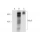 Mig-6 Antibody (D-1) - Western Blotting - Image 58733