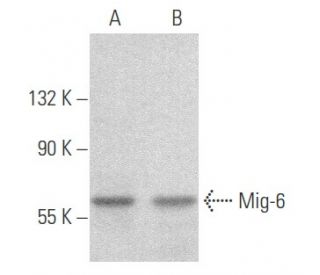 Mig-6 Antibody (D-1) - Western Blotting - Image 355722 