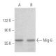 Mig-6 Antibody (D-1) - Western Blotting - Image 355722 