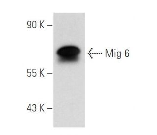 Mig-6 Antibody (D-12) - Western Blotting - Image 58732