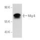 Mig-6 Antibody (D-12) - Western Blotting - Image 58732