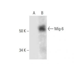 Mig-6 Antibody (D-4) - Western Blotting - Image 290948