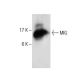 MIG Antibody (500-M42) - Western Blotting - Image 285074