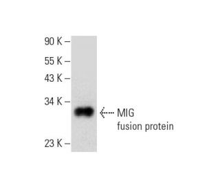 MIG Antibody (A-9) - Western Blotting - Image 314072
