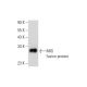 MIG Antibody (A-9) - Western Blotting - Image 314072