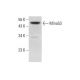 Mina53 Antibody (H-4) - Western Blotting - Image 305689
