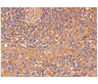 Mindin Antibody (A-10) - Immunohistochemistry - Image 284828 