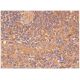 Mindin Antibody (A-10) - Immunohistochemistry - Image 284828 